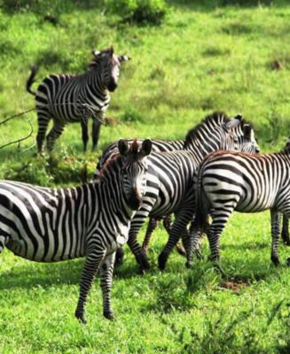 Uganda